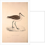 Totanus Glottoides, Common Greenshank by Elizabeth Gould and John Gould
