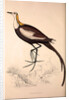 Parra Sinensis, Pheasant-Tailed Jacana.A jacana in the monotypic genus Hydrophasianus by Elizabeth Gould and John Gould