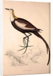 Parra Sinensis, Pheasant-Tailed Jacana.A jacana in the monotypic genus Hydrophasianus by Elizabeth Gould and John Gould
