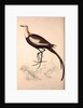 Parra Sinensis, Pheasant-Tailed Jacana.A jacana in the monotypic genus Hydrophasianus by Elizabeth Gould and John Gould