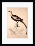 Parra Sinensis, Pheasant-Tailed Jacana.A jacana in the monotypic genus Hydrophasianus by Elizabeth Gould and John Gould