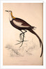 Parra Sinensis, Pheasant-Tailed Jacana.A jacana in the monotypic genus Hydrophasianus by Elizabeth Gould and John Gould