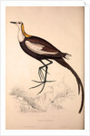 Parra Sinensis, Pheasant-Tailed Jacana.A jacana in the monotypic genus Hydrophasianus by Elizabeth Gould and John Gould