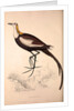 Parra Sinensis, Pheasant-Tailed Jacana.A jacana in the monotypic genus Hydrophasianus by Elizabeth Gould and John Gould