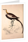 Parra Sinensis, Pheasant-Tailed Jacana.A jacana in the monotypic genus Hydrophasianus by Elizabeth Gould and John Gould