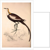 Parra Sinensis, Pheasant-Tailed Jacana.A jacana in the monotypic genus Hydrophasianus by Elizabeth Gould and John Gould