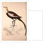 Parra Sinensis, Pheasant-Tailed Jacana.A jacana in the monotypic genus Hydrophasianus by Elizabeth Gould and John Gould