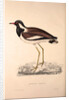 Vanellus Goensis, Plover or Northern Lapwing by Elizabeth Gould and John Gould