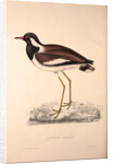 Vanellus Goensis, Plover or Northern Lapwing by Elizabeth Gould and John Gould