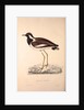 Vanellus Goensis, Plover or Northern Lapwing by Elizabeth Gould and John Gould