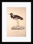 Vanellus Goensis, Plover or Northern Lapwing by Elizabeth Gould and John Gould