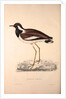 Vanellus Goensis, Plover or Northern Lapwing by Elizabeth Gould and John Gould