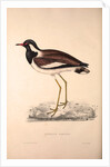 Vanellus Goensis, Plover or Northern Lapwing by Elizabeth Gould and John Gould