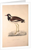 Vanellus Goensis, Plover or Northern Lapwing by Elizabeth Gould and John Gould