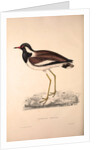 Vanellus Goensis, Plover or Northern Lapwing by Elizabeth Gould and John Gould