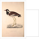 Vanellus Goensis, Plover or Northern Lapwing by Elizabeth Gould and John Gould