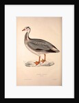 Anser Indica, Bar-headed Goose by Elizabeth Gould and John Gould