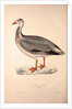Anser Indica, Bar-headed Goose by Elizabeth Gould and John Gould