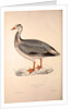 Anser Indica, Bar-headed Goose by Elizabeth Gould and John Gould