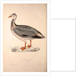 Anser Indica, Bar-headed Goose by Elizabeth Gould and John Gould