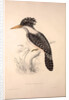 Alcedo Guttatus by Elizabeth Gould and John Gould