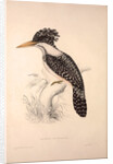 Alcedo Guttatus by Elizabeth Gould and John Gould