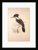 Alcedo Guttatus by Elizabeth Gould and John Gould