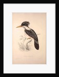 Alcedo Guttatus by Elizabeth Gould and John Gould
