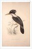 Alcedo Guttatus by Elizabeth Gould and John Gould