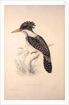 Alcedo Guttatus by Elizabeth Gould and John Gould