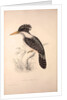 Alcedo Guttatus by Elizabeth Gould and John Gould