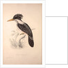 Alcedo Guttatus by Elizabeth Gould and John Gould