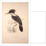 Alcedo Guttatus by Elizabeth Gould and John Gould