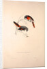 Muscepeta Peregrina by Elizabeth Gould and John Gould