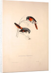 Muscepeta Peregrina by Elizabeth Gould and John Gould