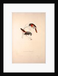 Muscepeta Peregrina by Elizabeth Gould and John Gould