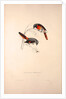 Muscepeta Peregrina by Elizabeth Gould and John Gould