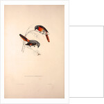 Muscepeta Peregrina by Elizabeth Gould and John Gould