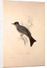 Hypsipetes Psaroides, Black Bulbul by Elizabeth Gould and John Gould