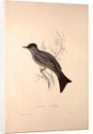 Hypsipetes Psaroides, Black Bulbul by Elizabeth Gould and John Gould