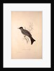 Hypsipetes Psaroides, Black Bulbul by Elizabeth Gould and John Gould
