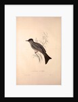 Hypsipetes Psaroides, Black Bulbul by Elizabeth Gould and John Gould