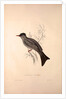 Hypsipetes Psaroides, Black Bulbul by Elizabeth Gould and John Gould