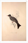 Hypsipetes Psaroides, Black Bulbul by Elizabeth Gould and John Gould