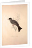 Hypsipetes Psaroides, Black Bulbul by Elizabeth Gould and John Gould