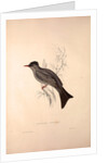 Hypsipetes Psaroides, Black Bulbul by Elizabeth Gould and John Gould