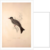 Hypsipetes Psaroides, Black Bulbul by Elizabeth Gould and John Gould