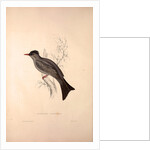Hypsipetes Psaroides, Black Bulbul by Elizabeth Gould and John Gould