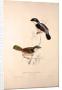 Lanius Erythropterus, Himalayan Shrike-babbler by Elizabeth Gould and John Gould