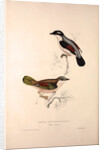 Lanius Erythropterus, Himalayan Shrike-babbler by Elizabeth Gould and John Gould